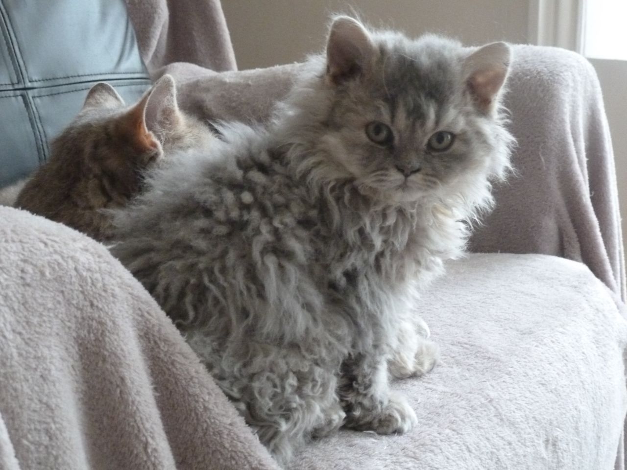 This Poodle Cat Is Different From Any Other Feline Just Look At Her