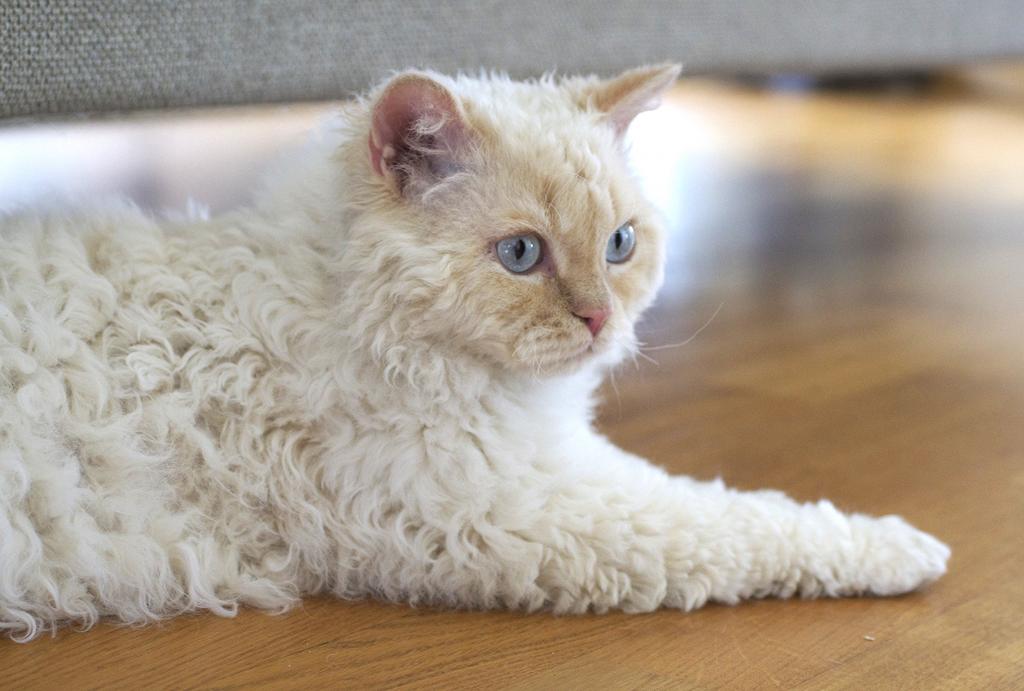 This Poodle Cat Is Different From Any Other Feline Just Look At Her