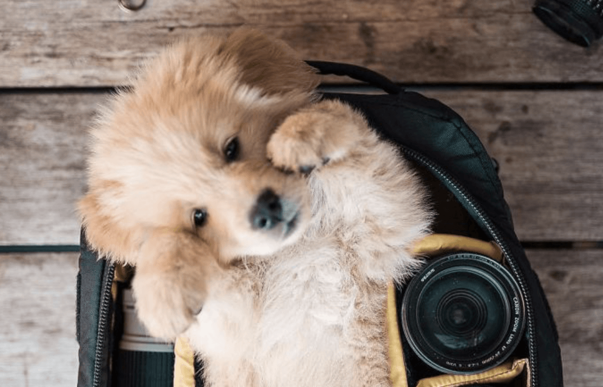 Here Are The Top 15 Best Golden Retriever Photos That Prove They Are