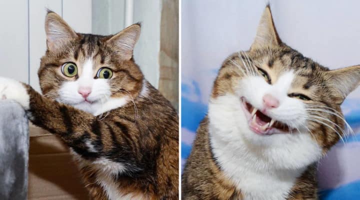 expressions for love baby of Cat's Facial Rescue Viral Expressions Hilarious Are Going This