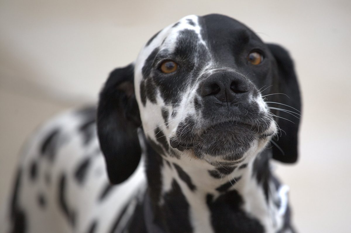 New Research Shows That Dogs Can Identify Mean People