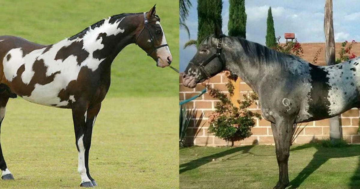 Here Are Ten Horses That Have Some Of The Most Beautifully Unique
