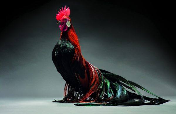 These Photos Of Majestic Chickens Are Going Viral - When You See Them, You’...