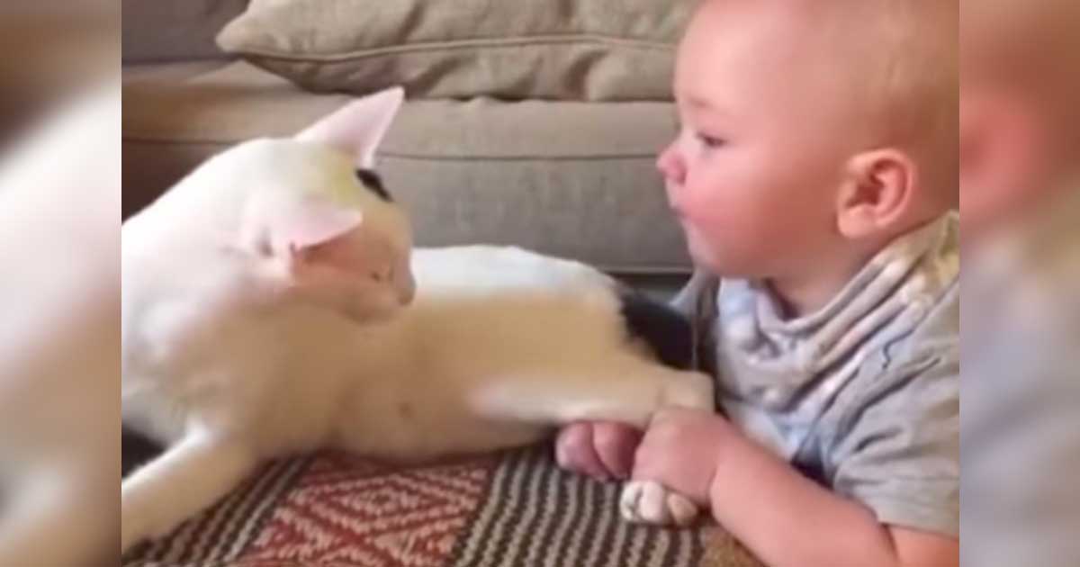 Cat Starts Licking Infant's Head Then The Cutest Thing Happens!