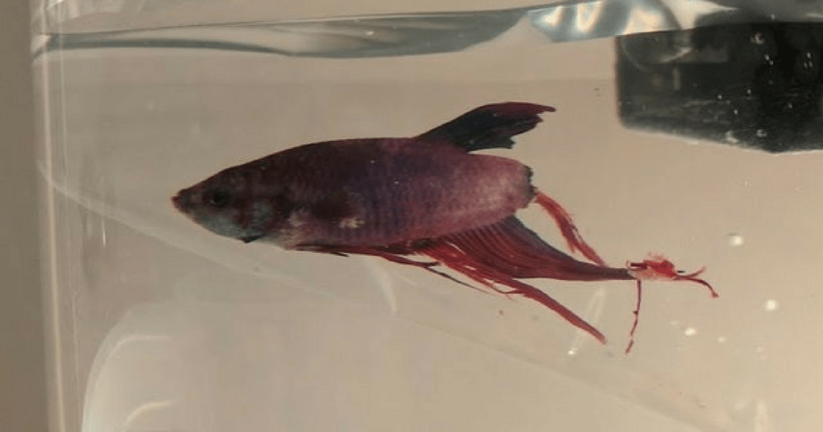 Even a Fish Can Benefit From a Little TLC