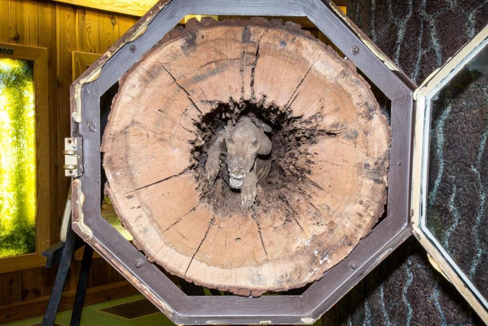 Loggers Couldn't Believe What They Found Inside This Hollow Tree