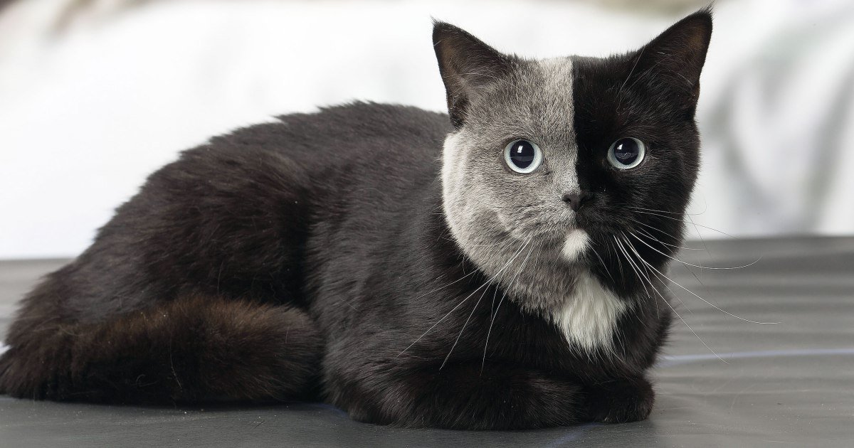 These Cats Have The Most Amazing Markings!