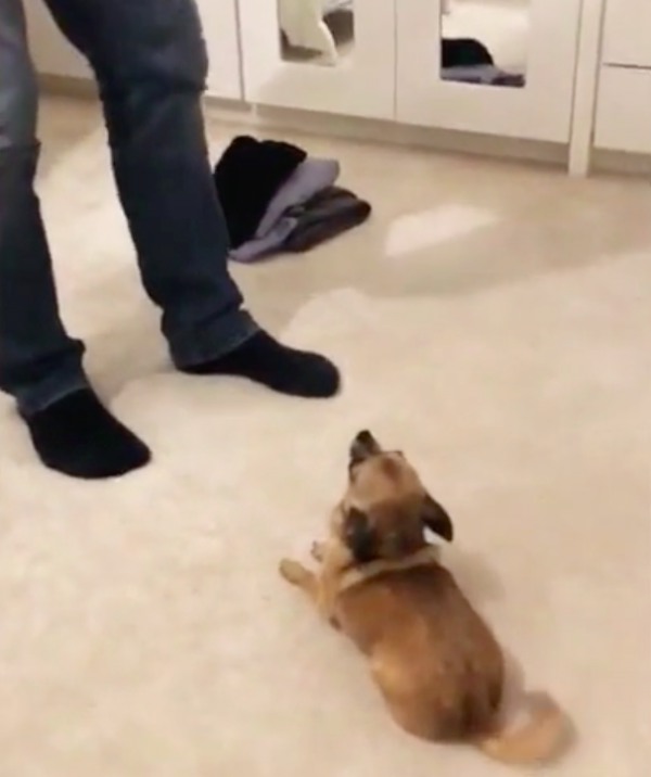 Chihuahua Meets Newborn Baby Of Owner – Her Reaction Is Priceless