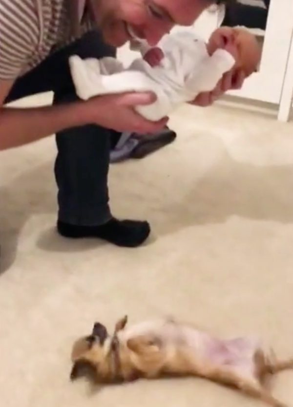 Chihuahua Meets Newborn Baby Of Owner – Her Reaction Is Priceless