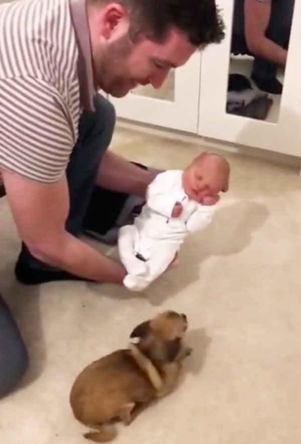 Chihuahua Meets Newborn Baby Of Owner – Her Reaction Is Priceless