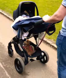 Chihuahua Meets Newborn Baby Of Owner – Her Reaction Is Priceless