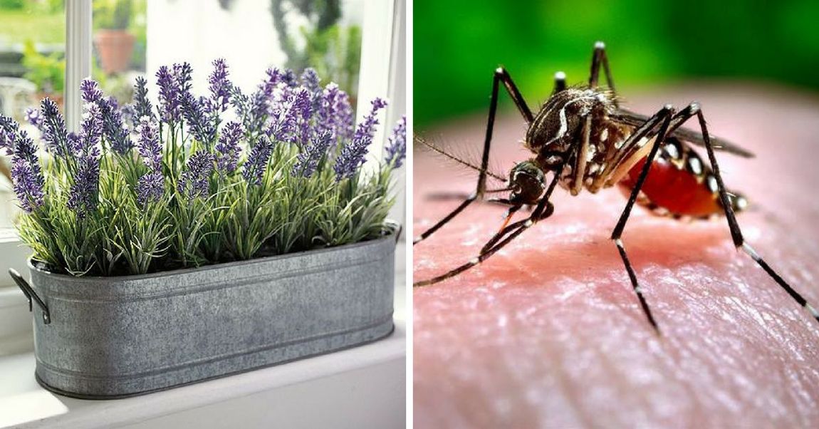 Here Are 8 Common Plants That Repel Mosquitoes And Smell Heavenly