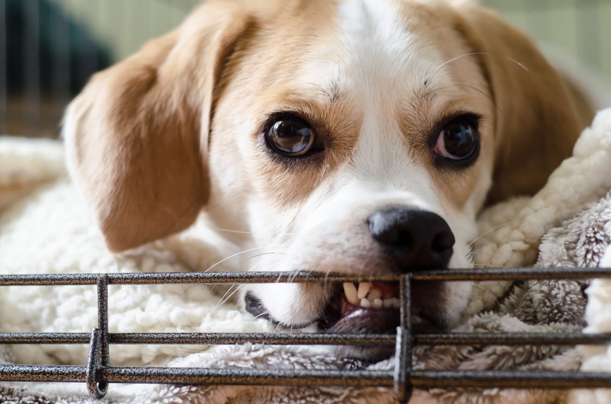 New Research Shows That Dogs Can Identify Mean People