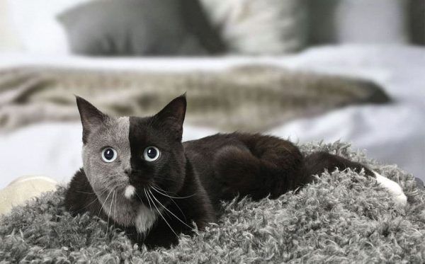 Kitten is born with two faces – here's what she looks like now that she's grown up