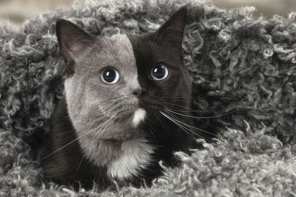 Kitten is born with two faces – here's what she looks like now that she's grown up