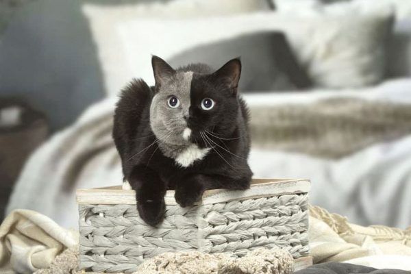 Kitten is born with two faces – here's what she looks like now that she's grown up