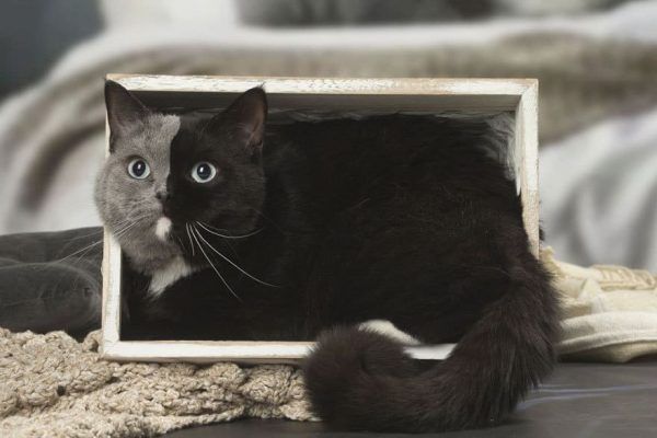 Kitten is born with two faces – here's what she looks like now that she's grown up