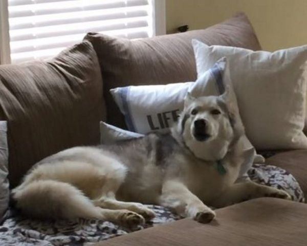 Husky has hilarious response when it's owner asks if he wants to go for a walk