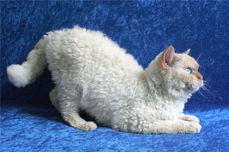 You Won't Believe How These Curly Haired Cats Came About