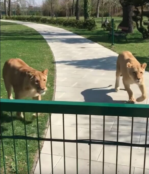 Watch How These Lions React When They're Reunited With The Humans Who