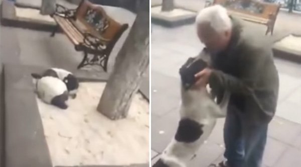 Heartwarming Moment Man Finds His Dog Three Years After Losing Him