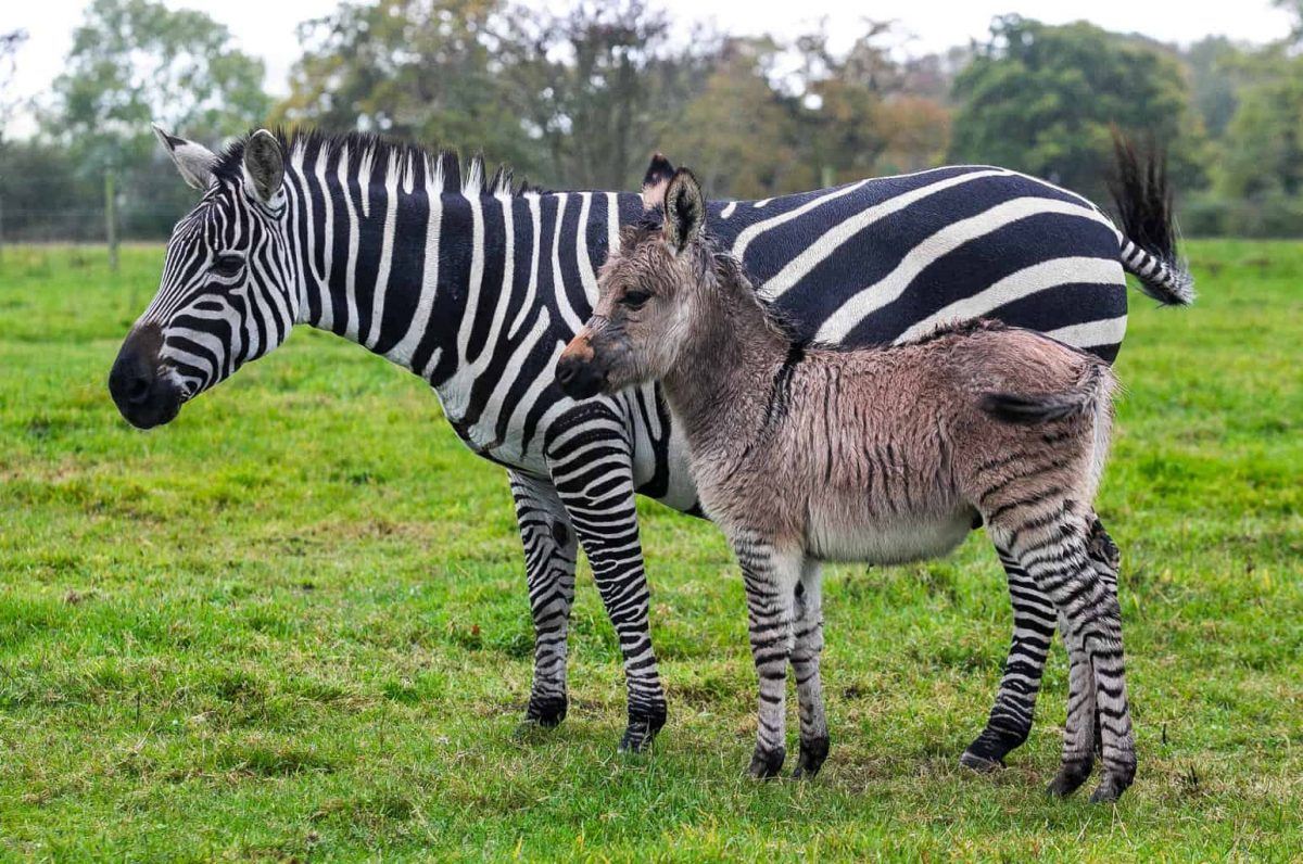 Zebra and Donkey Had a Baby, Meet Zippy the Zonkey