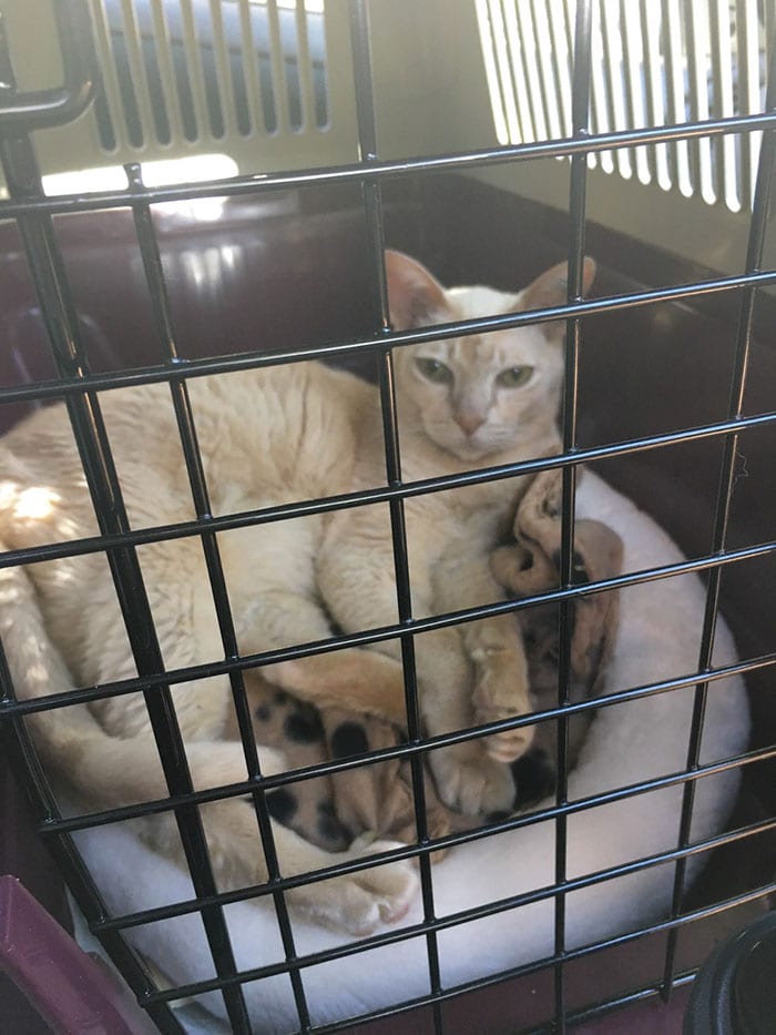 This 13 YearOld Cat Always Holds Owner's Hand While Sleeping