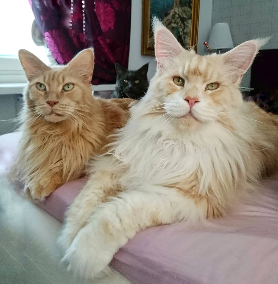 Maine Coon Cat Viral Sensation With Adorable Photos