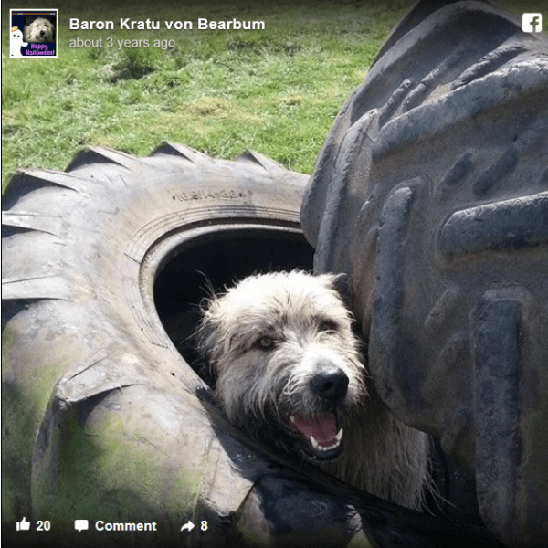 Rescue Dog Fails Agility Course In Hilarious Way