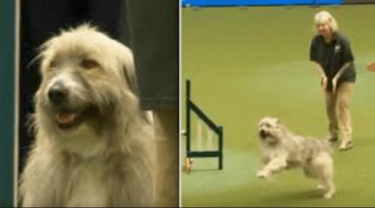 Rescue Dog Fails Agility Course In Hilarious Way