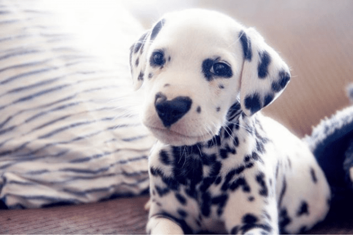 Dalmatian Puppy With Heart Shaped Nose Earns Legions Of