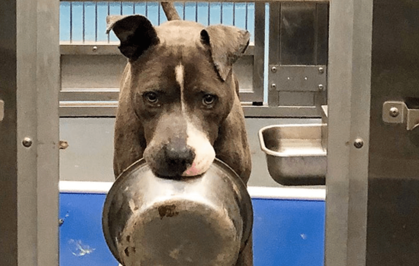 Shelter Dog Who Is About To Be Euthanized Finds Forever Home After His