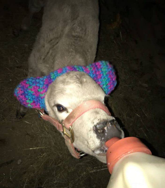 Farmers Protect Calves From Frostbite With These Cute Earmuffs