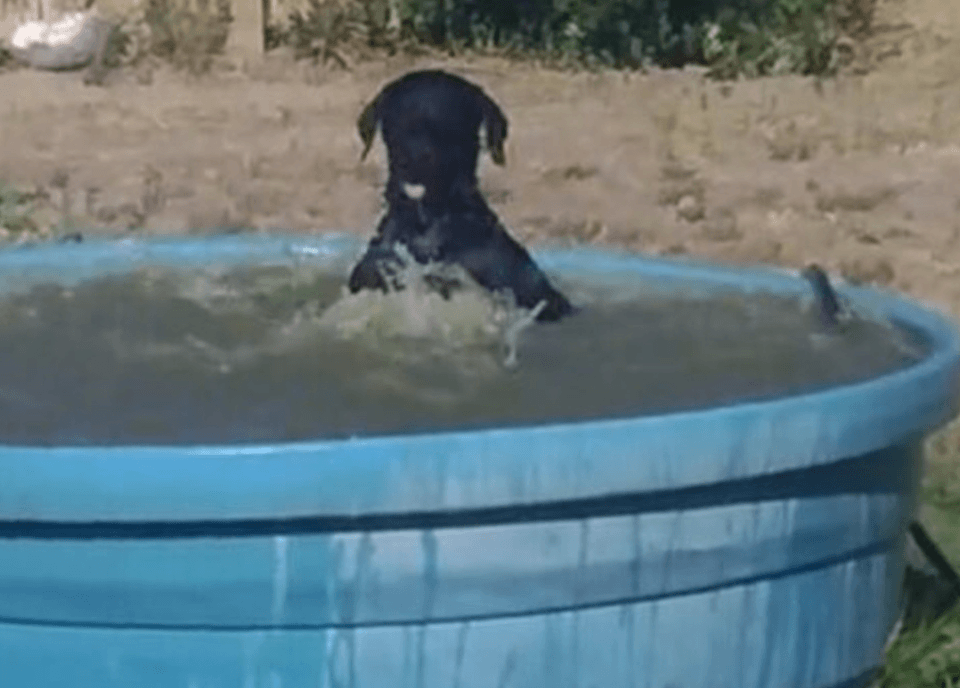 Dad Catches Dog Playing In Kiddie Pool Immediately Hits Record