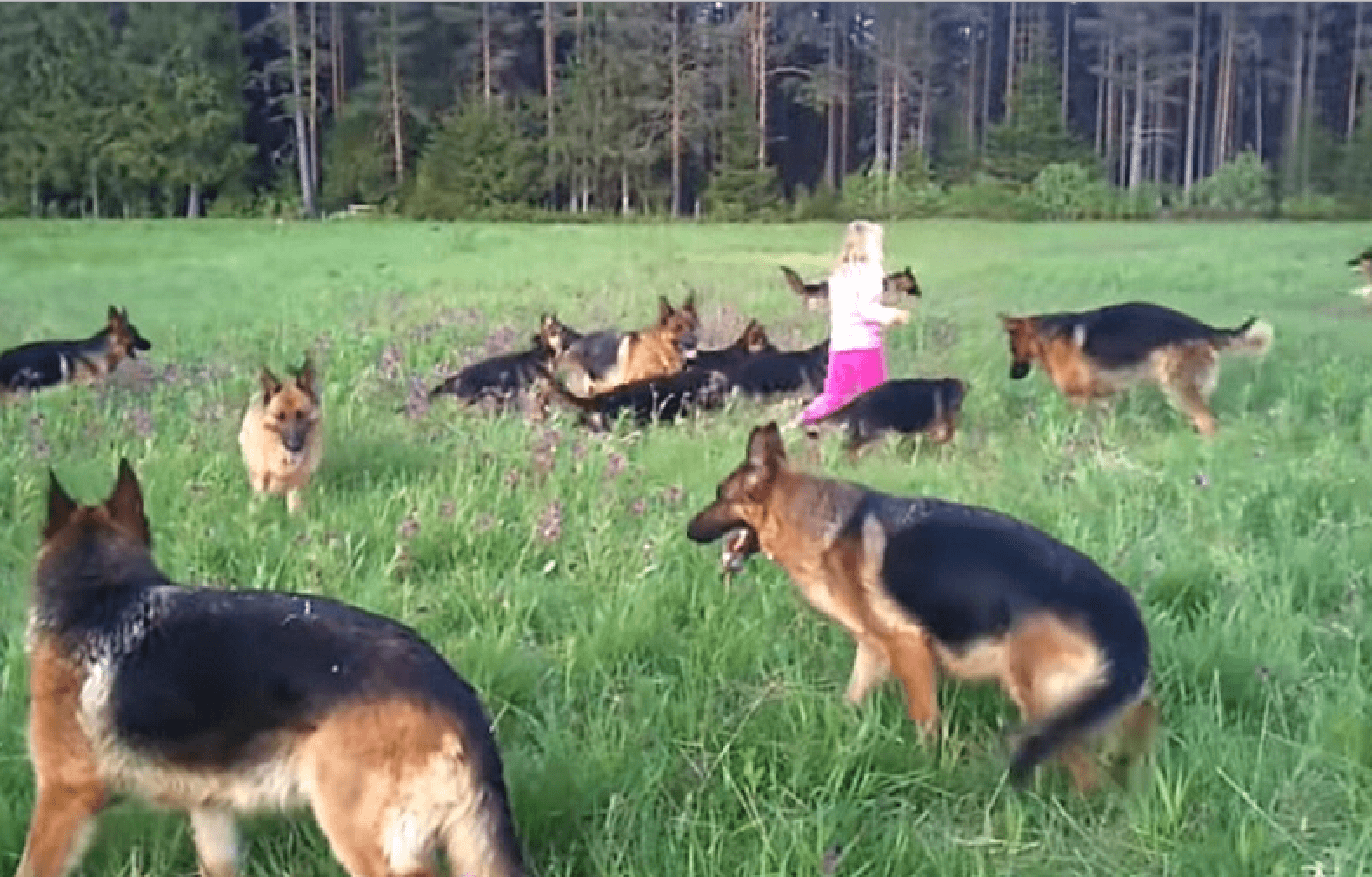 Догмит fallout 4. Игры немецкие овчарки. Овчарки живут в среднем. Игра с овчаркой. Немецкая овчарка играется.