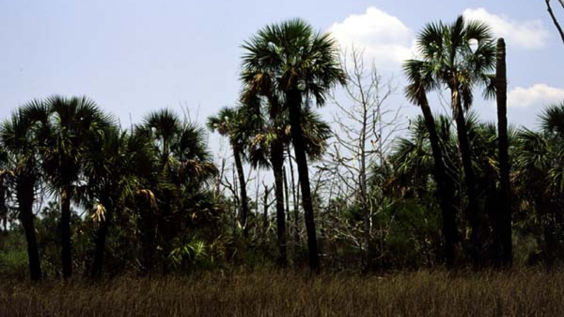 Florida's Legendary Palm Trees Are In Danger Over Invasive Disease