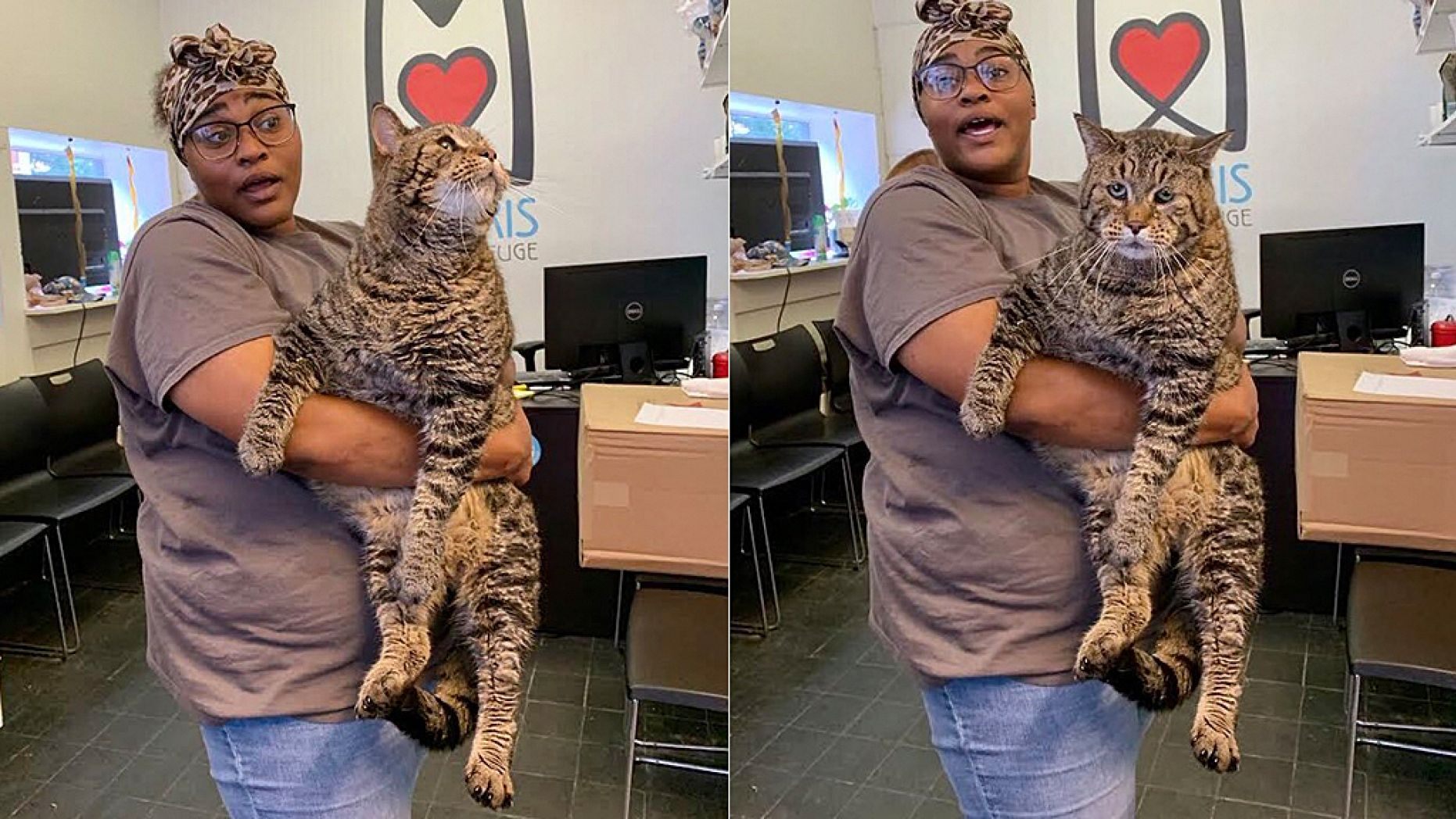 Tabby Cat Weighing 26 Pounds Viral Sensation 'I Want To Hug Him'