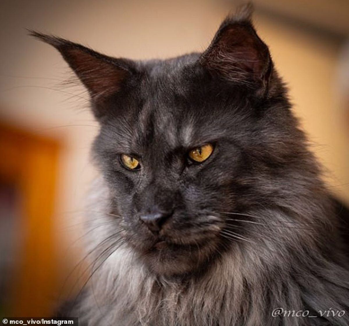 Majestic Maine Coon Cat Viral Sensation Thanks To Fancy Fur