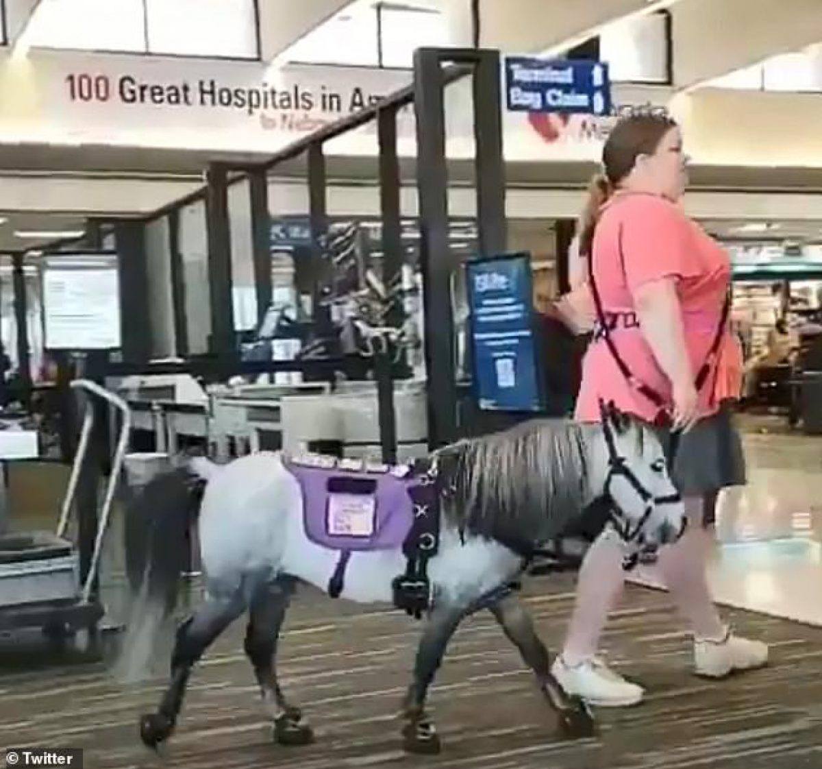 Miniature Horse Is Spotted Sitting On Passenger's Lap During Flight