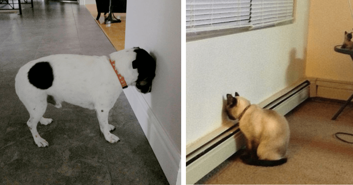 If Your Pet Is Pressing Its Head Against The Wall, Call Your Vet