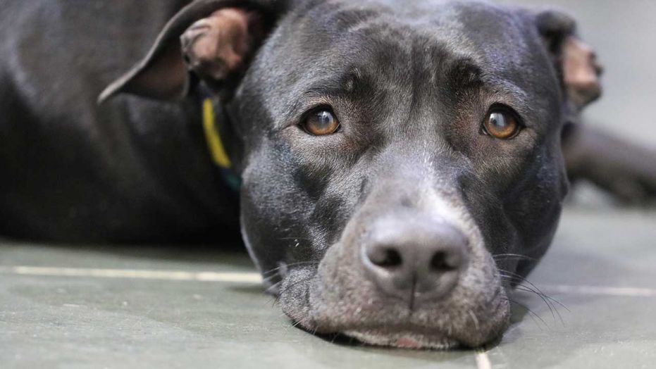 Overly Dramatic Pit Bull Goes Viral When She 'Faints' While Getting