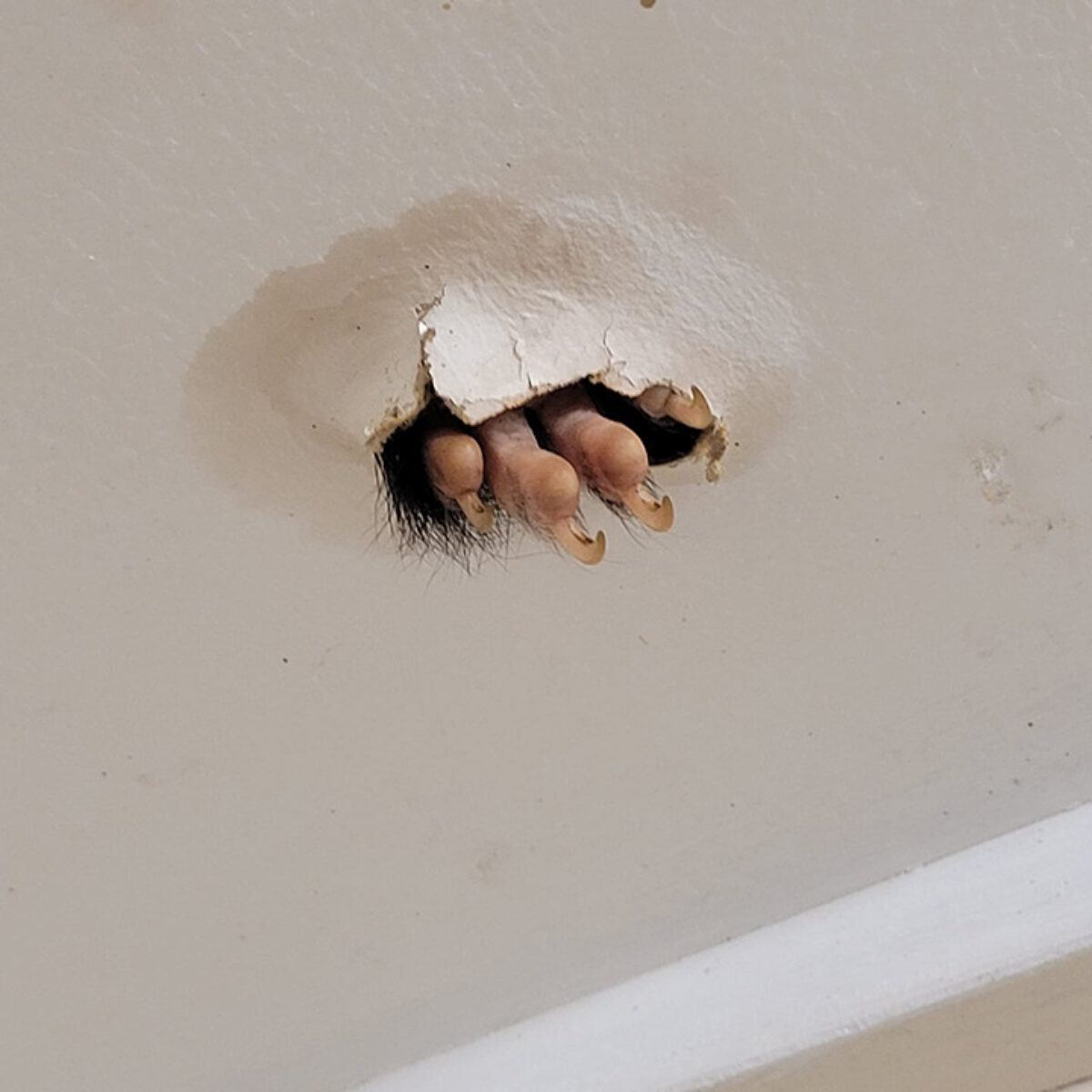 Claw from Ceiling