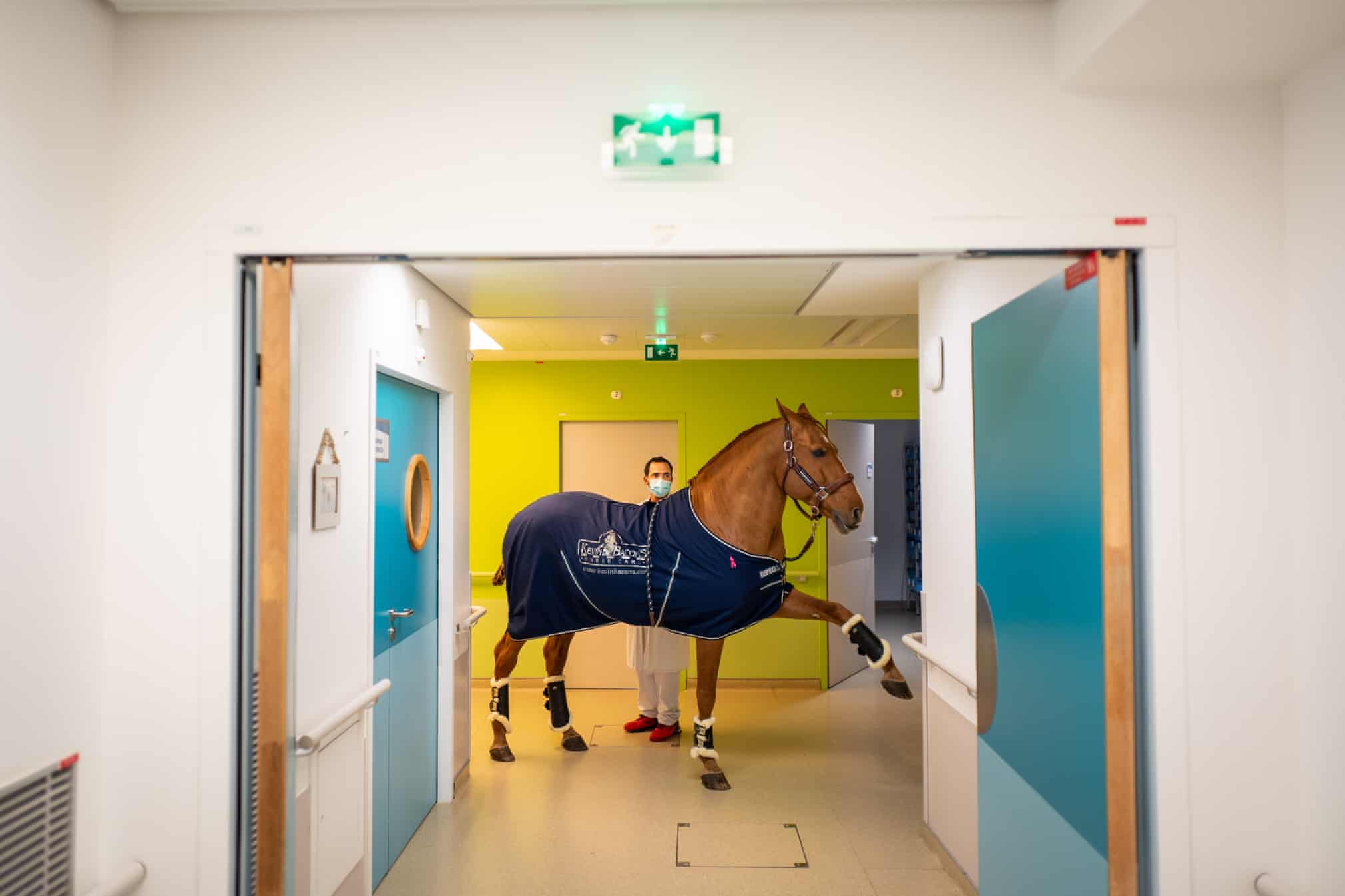 Meet The Therapy Horse Who Helps Terminally Ill Patients Find Peace And