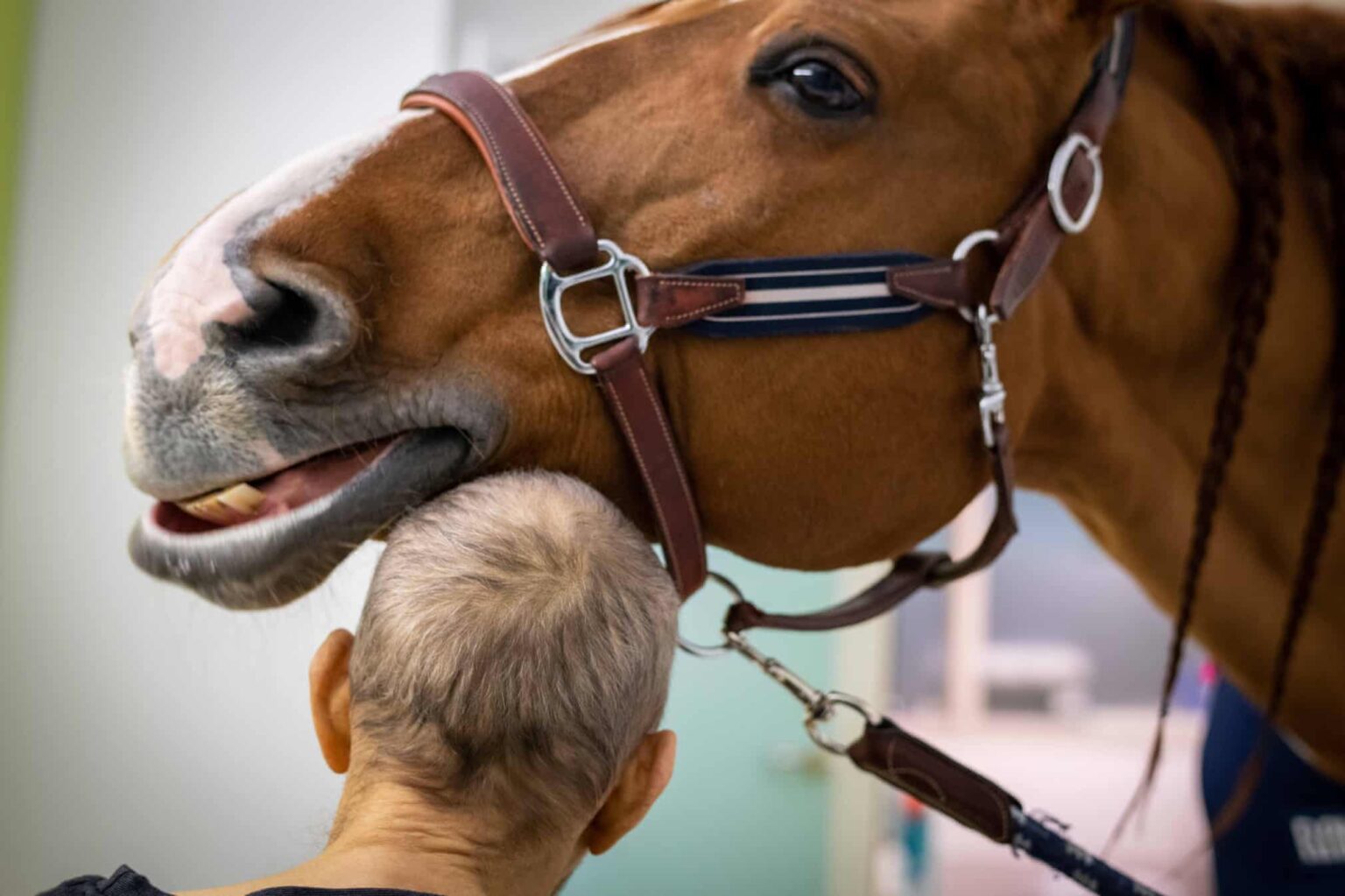 Meet The Therapy Horse Who Helps Terminally Ill Patients Find Peace And